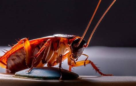 cockroach in bisaya|cockroach in Cebuano .